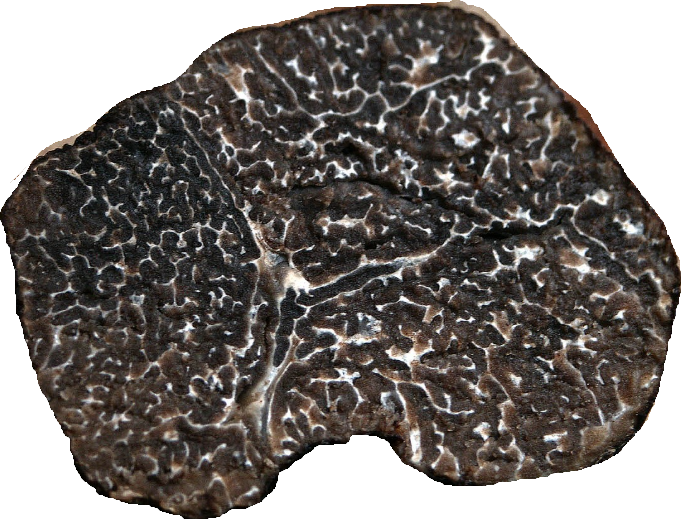 Trufa negra fresca